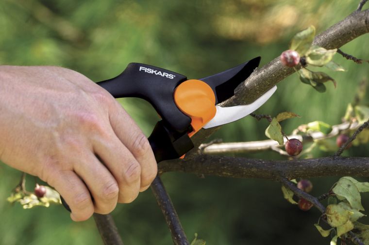 Winter is a good time to prune
